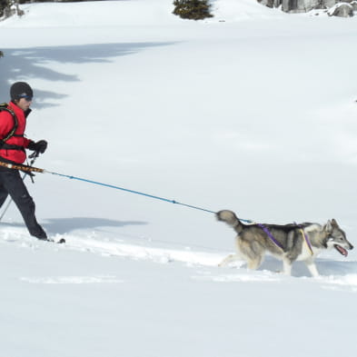 Sentiers Nordiques - Chiens de traîneaux