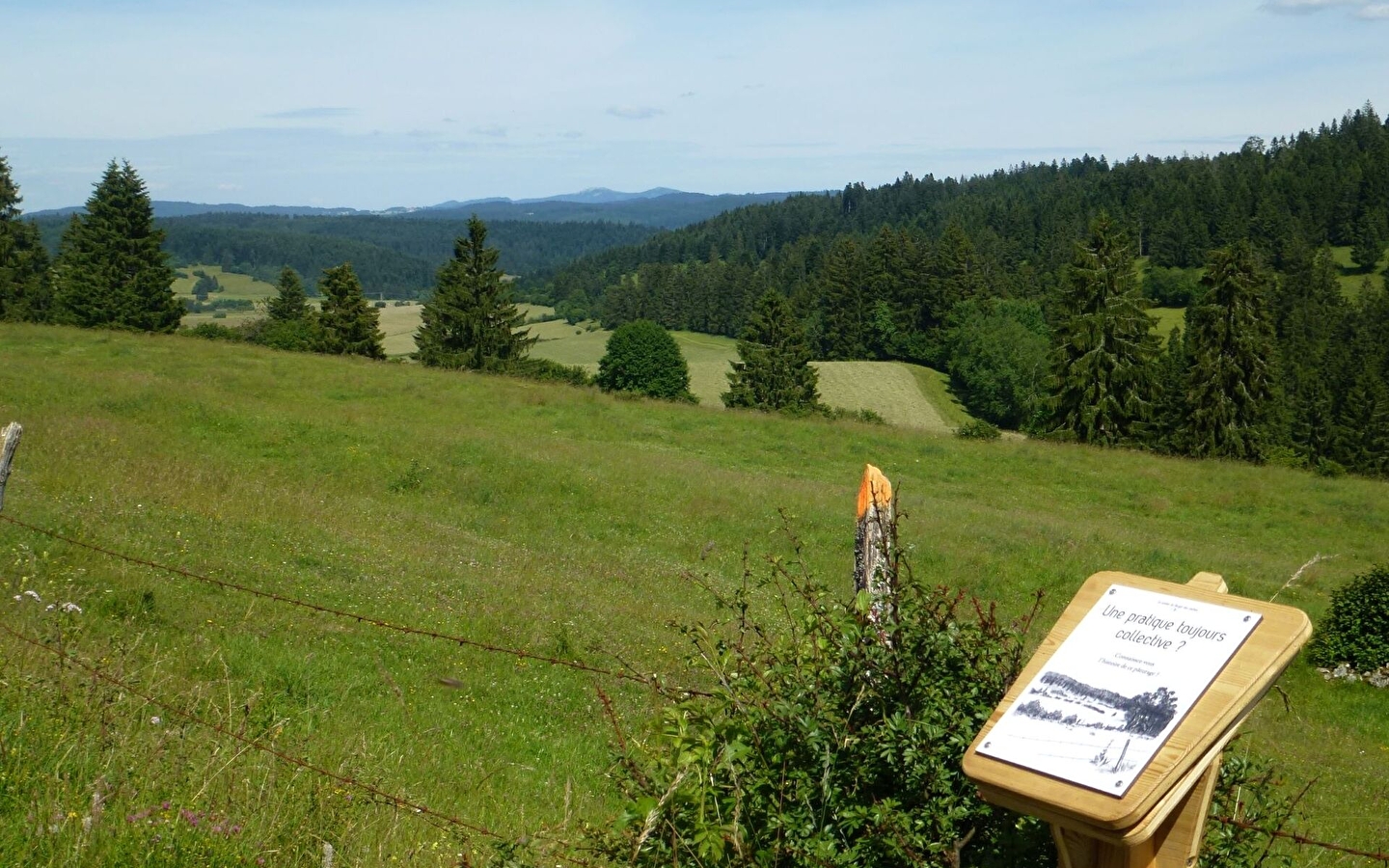 Le berger des vaches