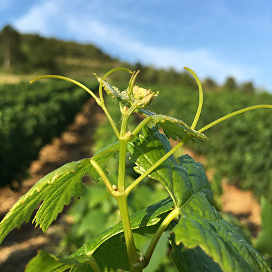 Domaine de la Dentelle