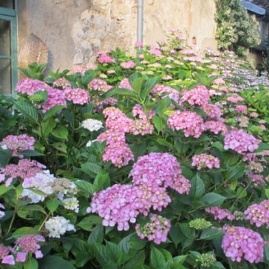 Jardins - Association les Amis du jardin et de la collection végétale 'Annabelle'