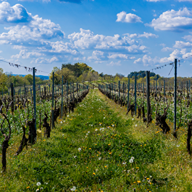 Les sens de la vigne - Domaine Trichon