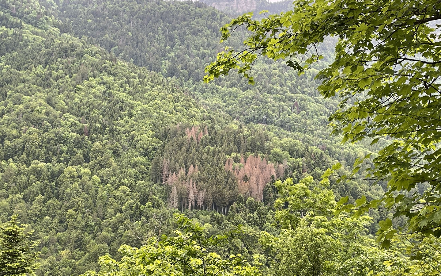 Animation nature : La forêt face au changement climatique
