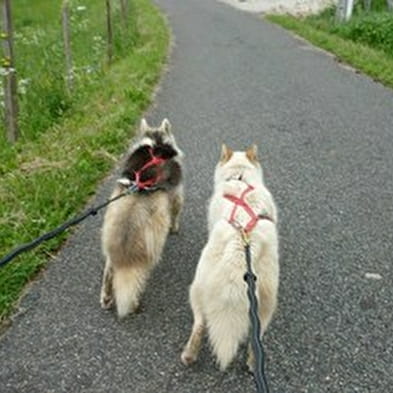 Chiens de traîneaux : cani-rando / cani-remorque