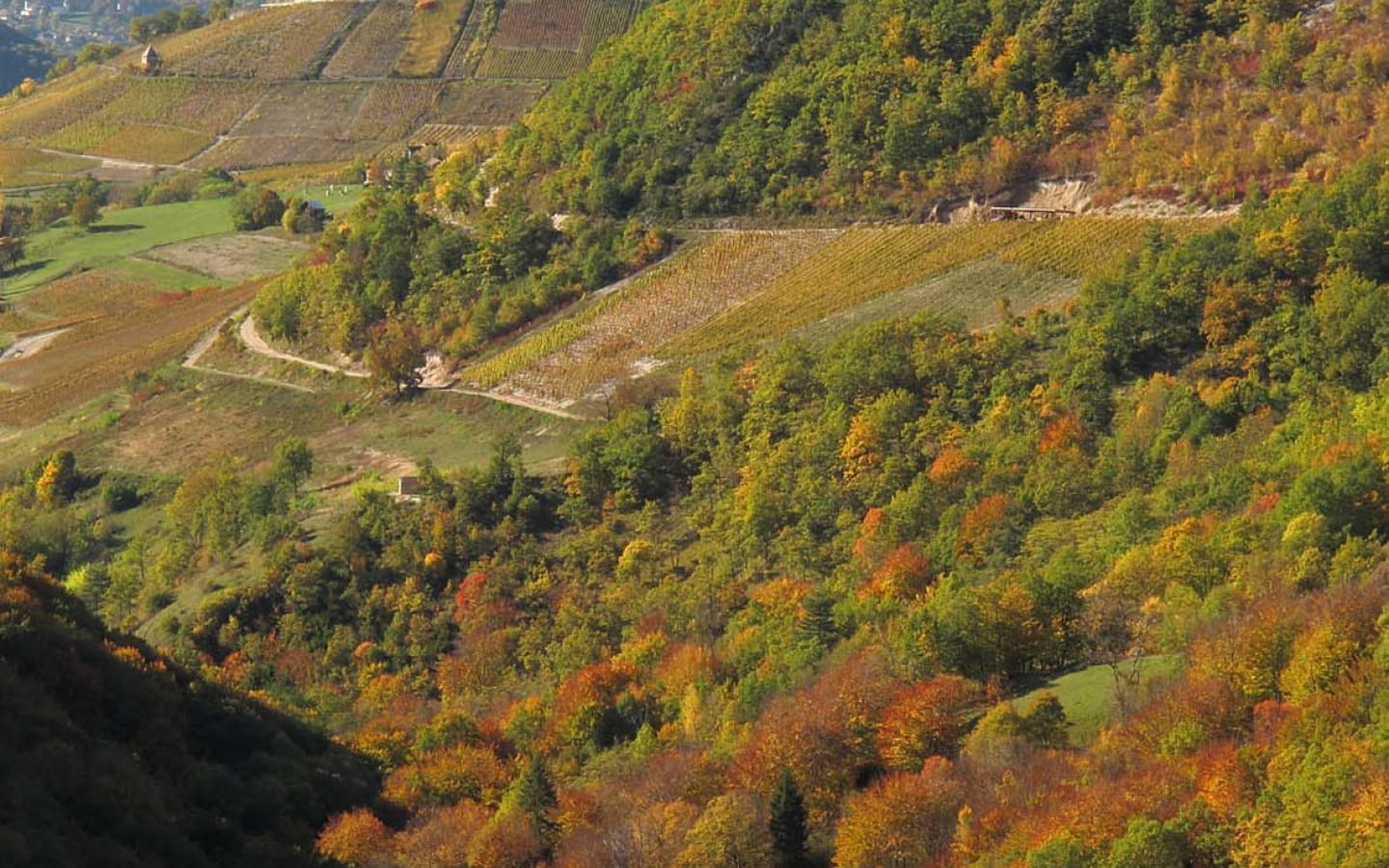 Domaine Trichon