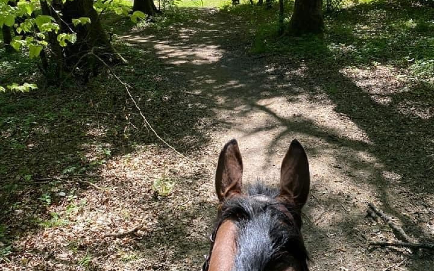 Balades en poney avec le Centre Equestre de Dole