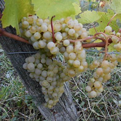 Domaine Véronique Antoine