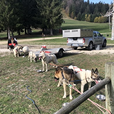 Cani-kart - Au cœur des loups