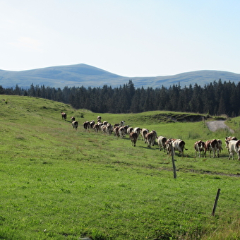 Trek-Découverte des Hautes-Combes du Jura avec Lucas Humbert - Septmoncel-Les Molunes