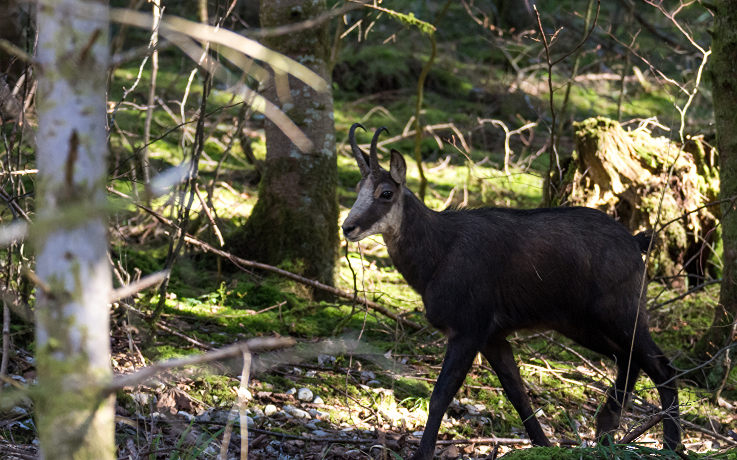 Sortie découverte - La piste du Chamois