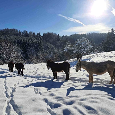 Balade avec les ânes