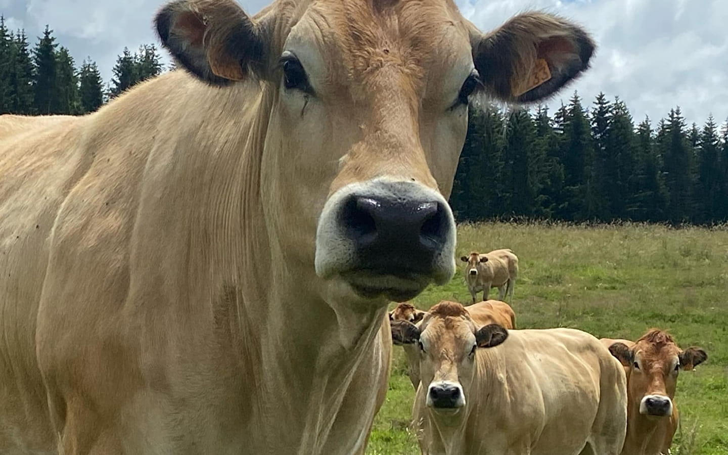 Gaec de l'Avenir - vente de viande de race parthenaise