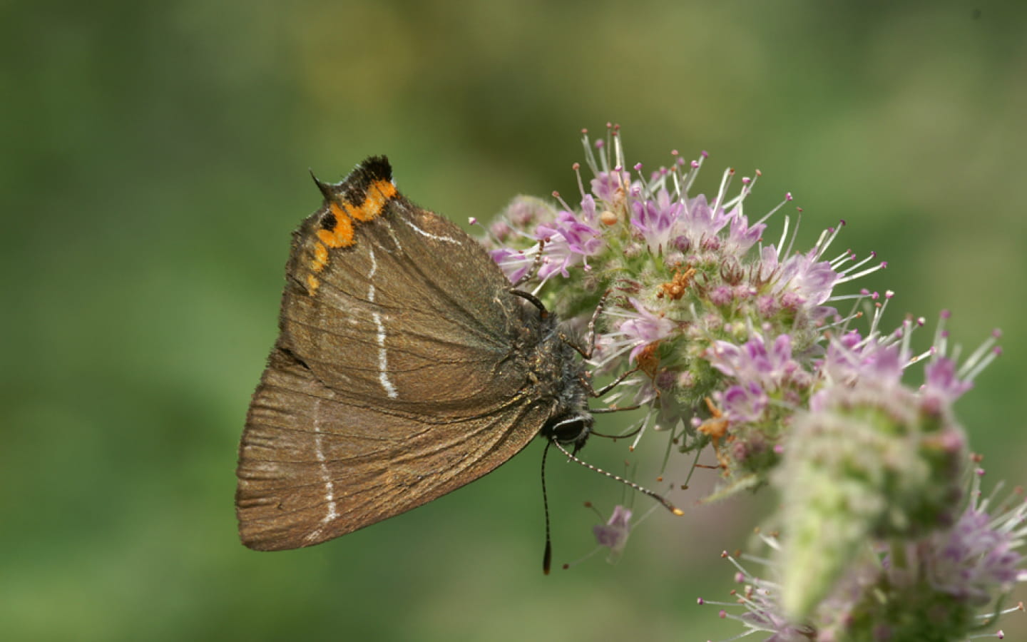 Merveilleux papillons