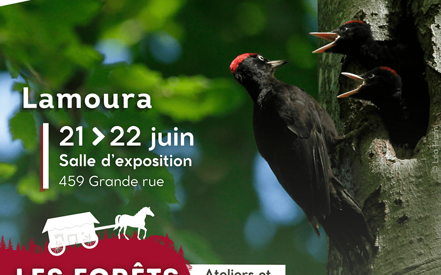Exposition Itinérante 'Les forêts d'altitude, des forêts de liens'