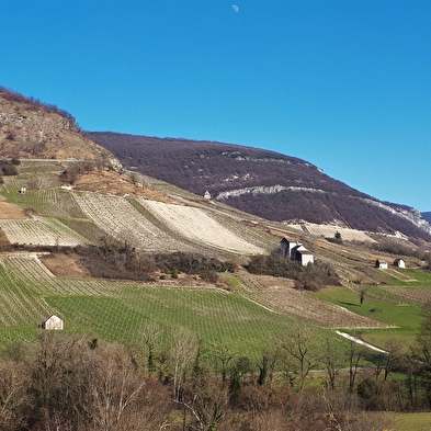Sentier 'entre ruines et vignes' : de Montagnieu à Briord