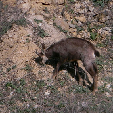 Carrière de Roissiat