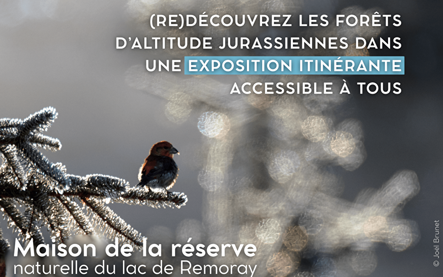 Exposition - Les forêts d’altitude, des forêts de liens