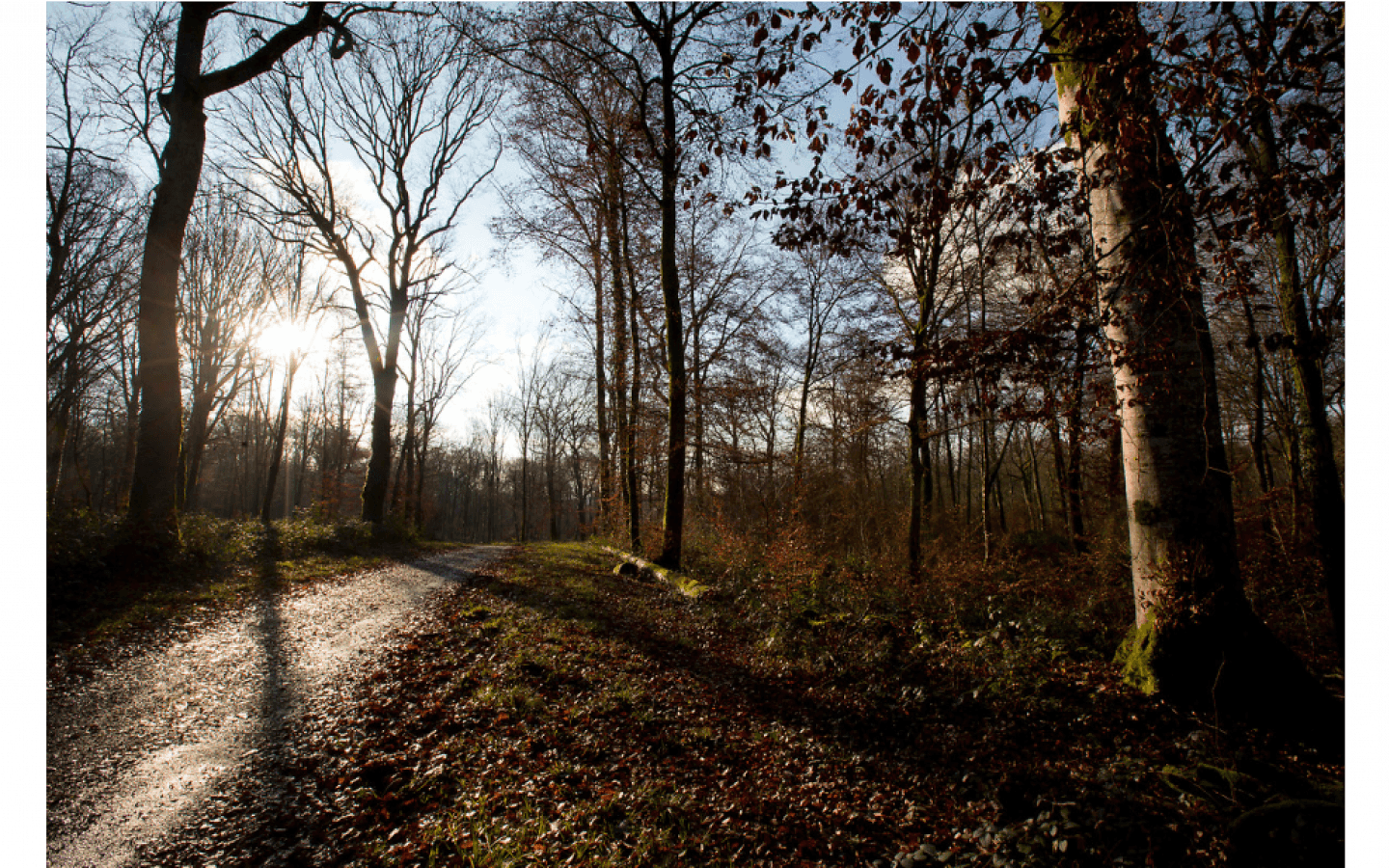 Le Vieux Tilleul