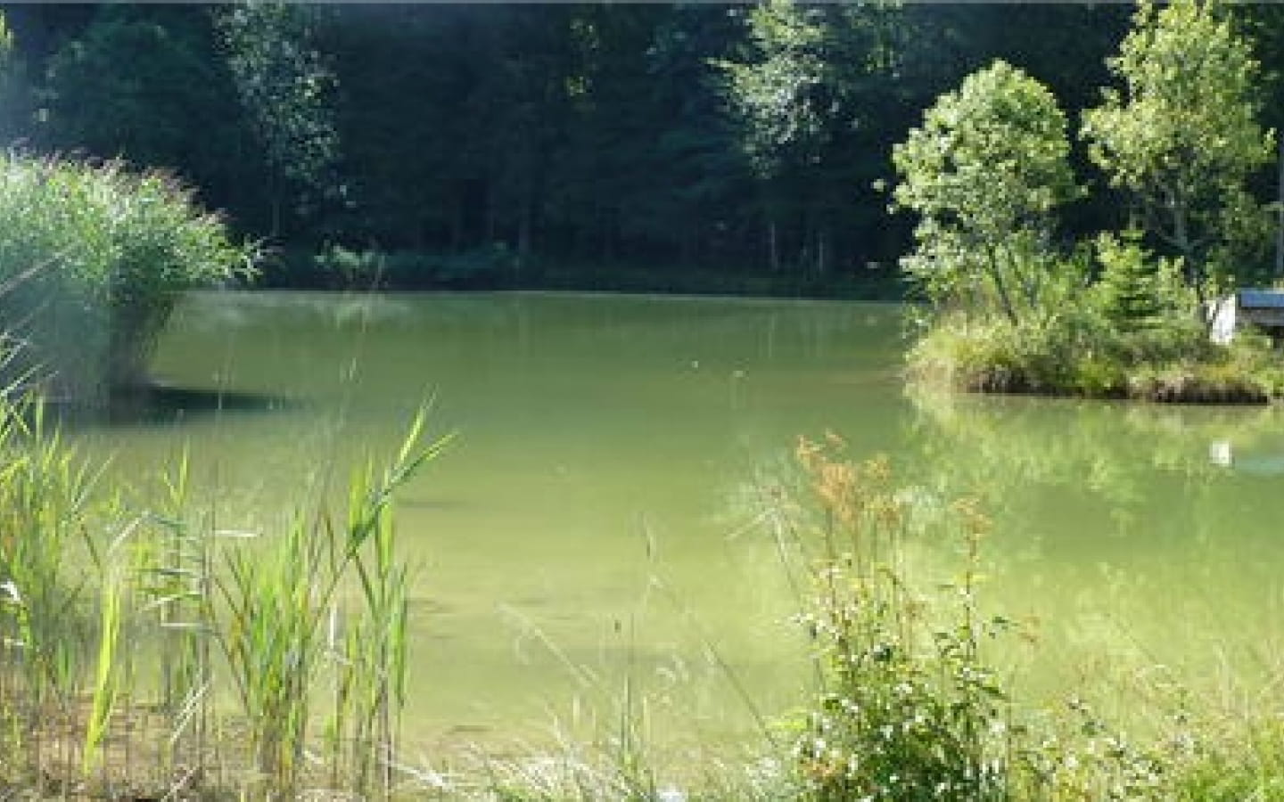 Pêche au plan d'eau des bruyères