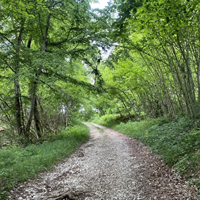 Circuit de randonnée pédestre : La Montagne de Saint-Benoit