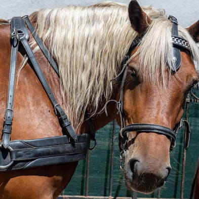 La calèche des Chauvins