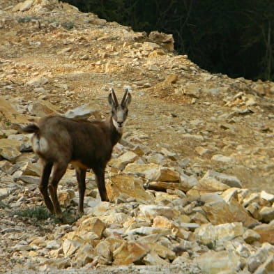 Carrière de Roissiat