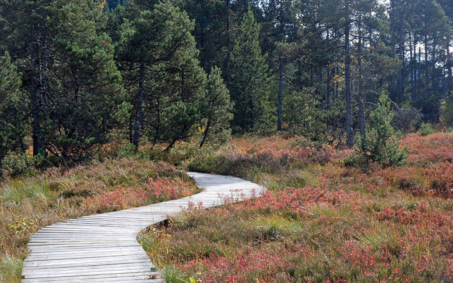 Lacs et tourbières du Grandvaux