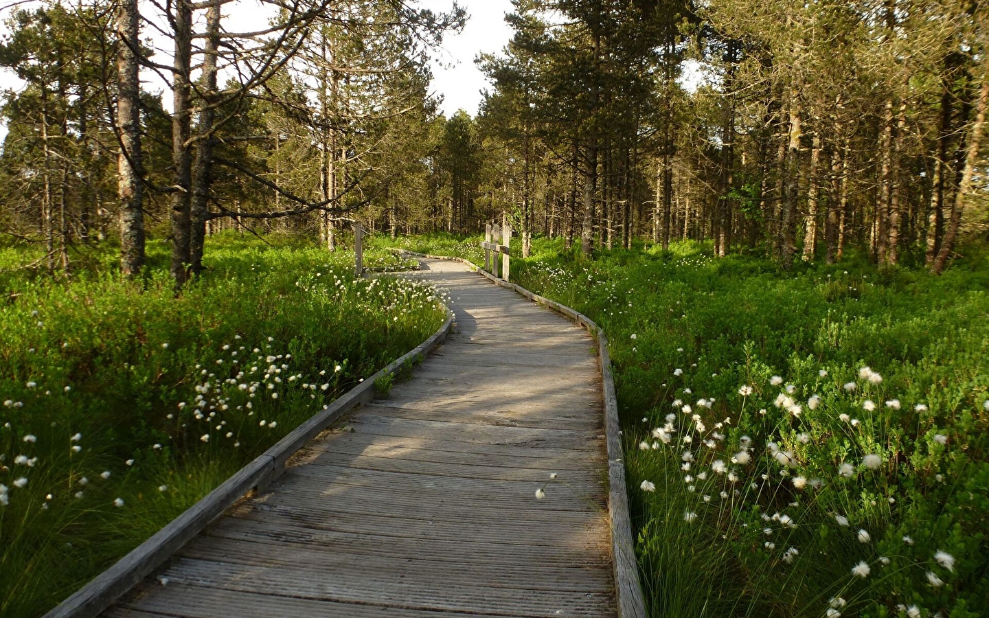 Tourbières de Frasne-Bouverans (Grande boucle - départ Chalet d'accueil)