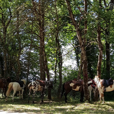 Ferme équestre élevage Juan