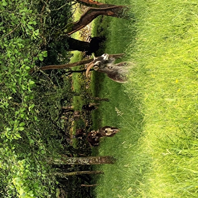 Bois de Moini