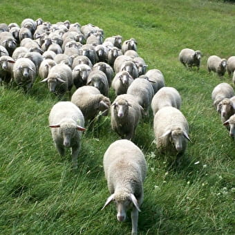 Bergerie de la Cordière - L'ABERGEMENT-DE-VAREY