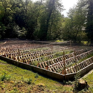 Les escargots du Moulin Burignat