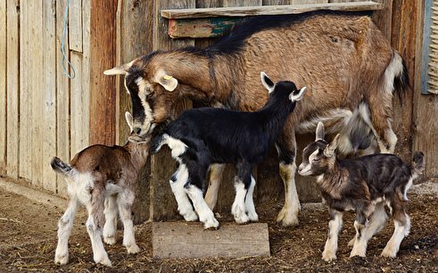 Les Chèvres d'Arvière : magasin de vente à la ferme