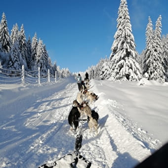 Baptême chiens de traîneaux avec HossAventures - VALSERHONE