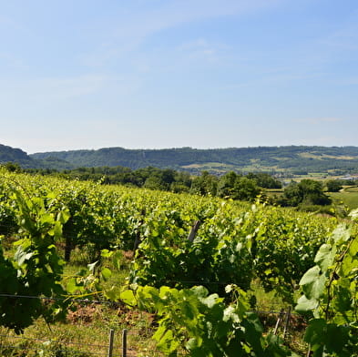 Domaine de la Petite Marne - Noir Frères