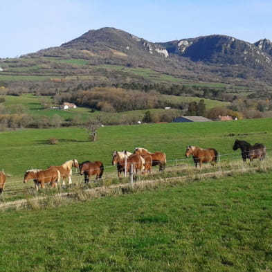 Lait Jument Comtoise du Mont Poupet