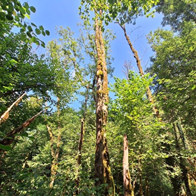 Balade contée : murmures entre les branches
