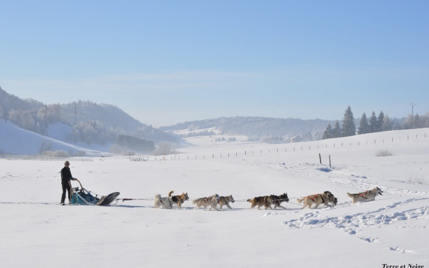 Chiens de traineaux - Terre et Neige