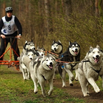 Activités hors-neige de La Ferme Bertrand et ses chiens des neiges : balades assises en kart et cani-rando - HAUT VALROMEY