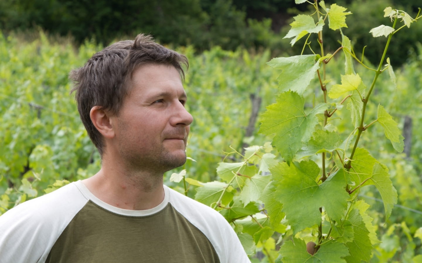 Domaine Hughes Beguet