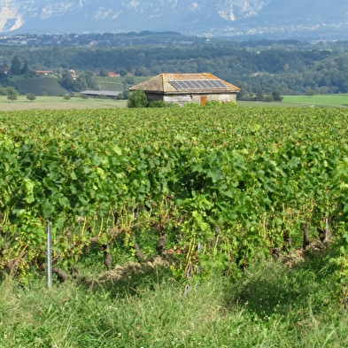 Randonnée pédestre : La Franco - Suisse, à travers les vignes