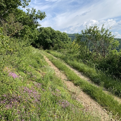 Circuit de randonnée pédestre : La Montagne de Saint-Benoit