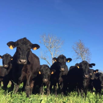 Gaec Black Angus - Vente de viande sous vide et de charcuterie (bovin et porc) - CHAMPAGNE-EN-VALROMEY