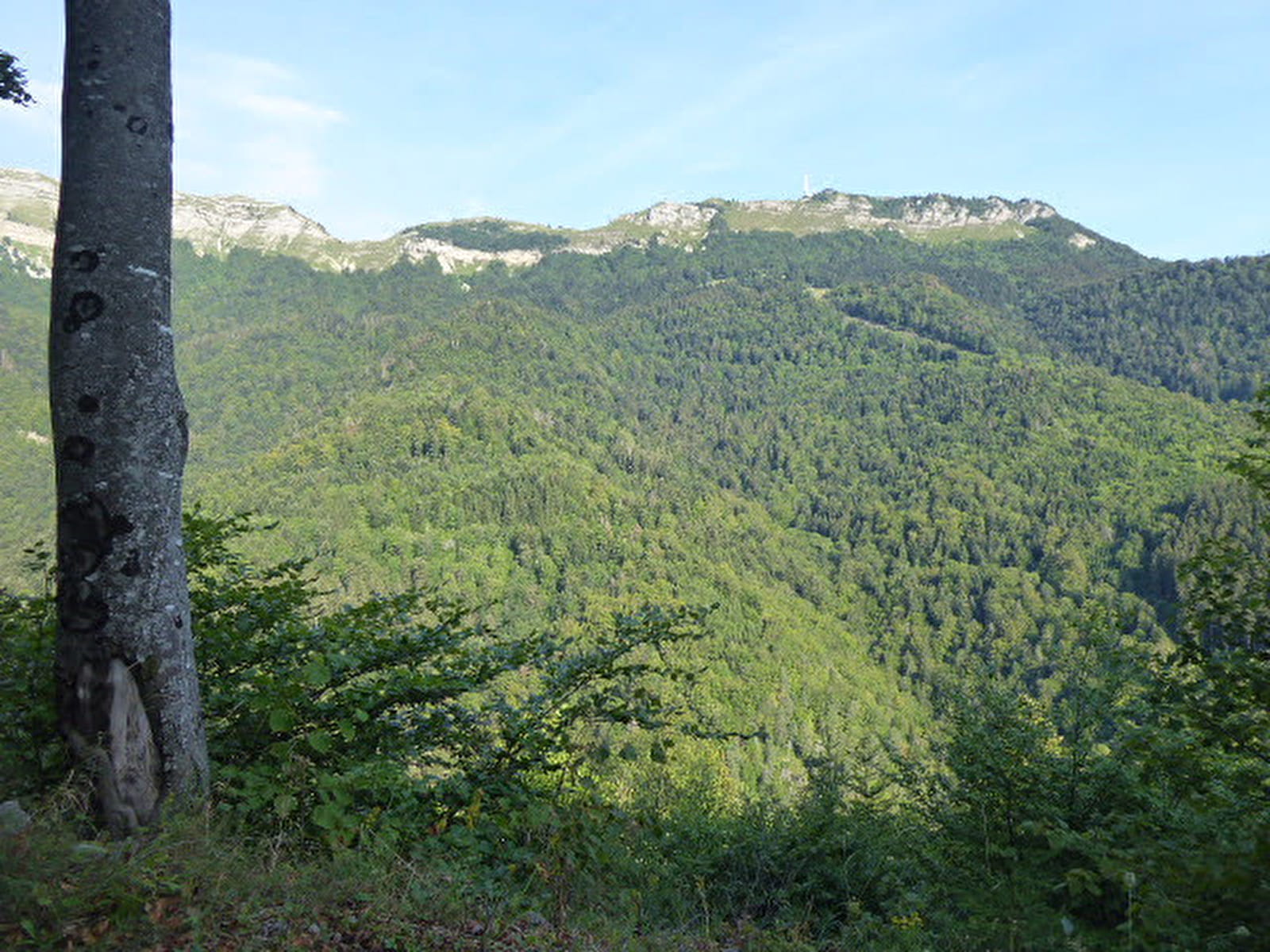 L'Ail des Ours au Creux de l'envers - Pays de Gex et Monts Jura