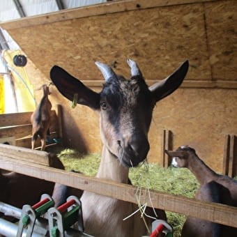 La ferme de Menthières - CHEZERY-FORENS