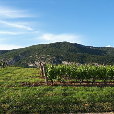 Domaine Trichon