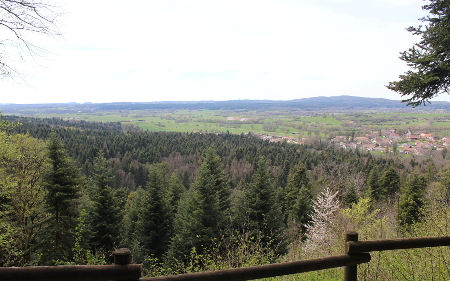 La Route des Sapins