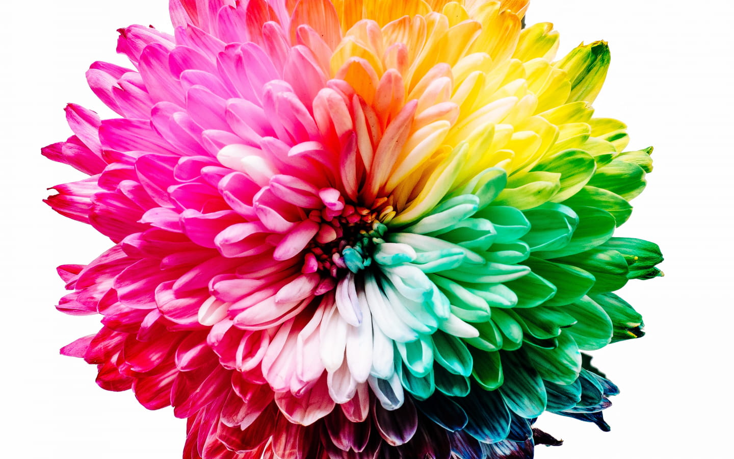 Colorissmo au Bocal