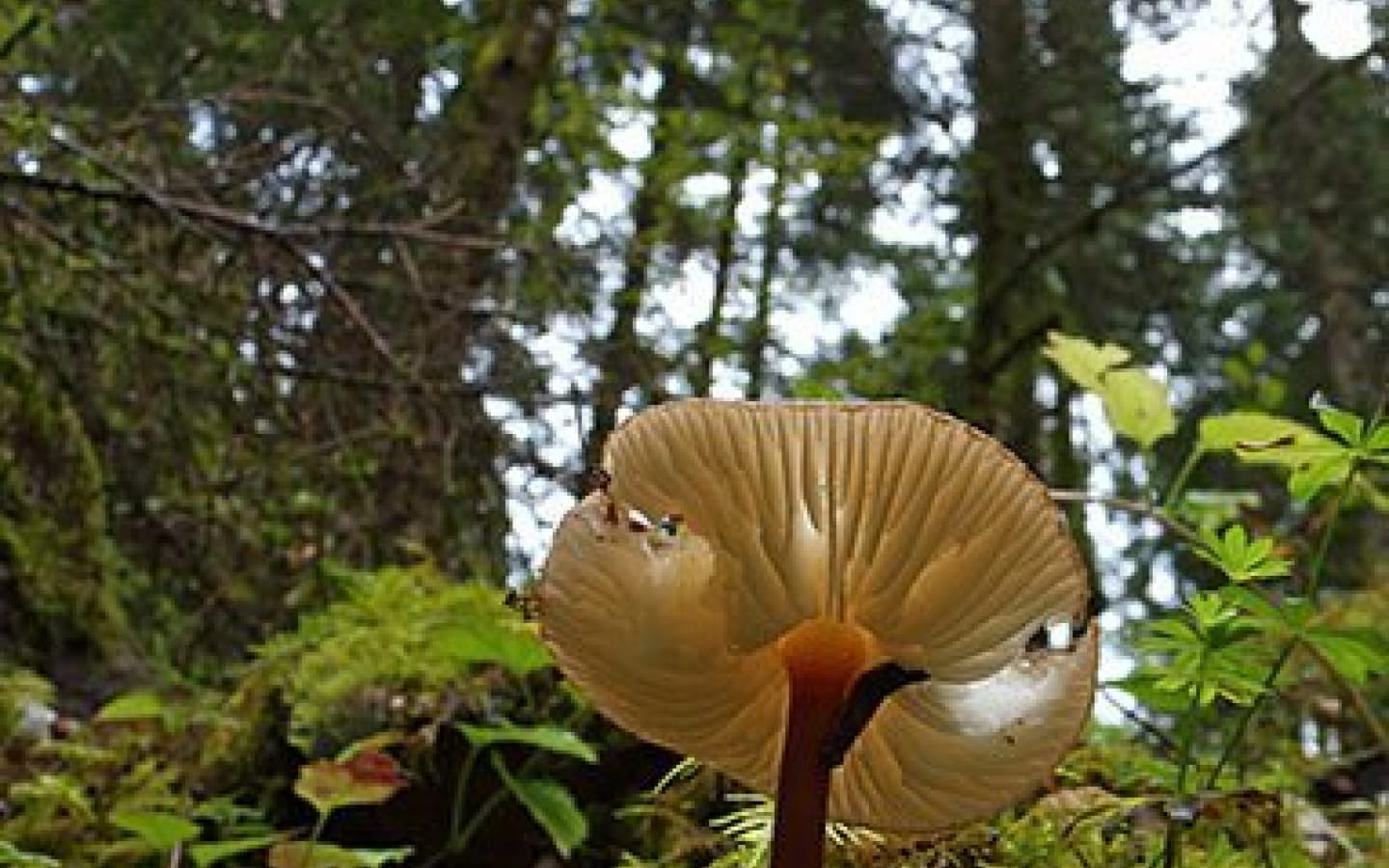 La forêt du Mont Noir