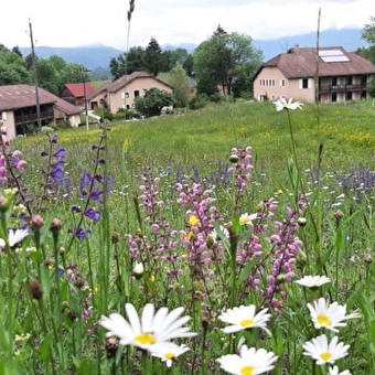Les Sapins et Les Buis - LE POIZAT-LALLEYRIAT