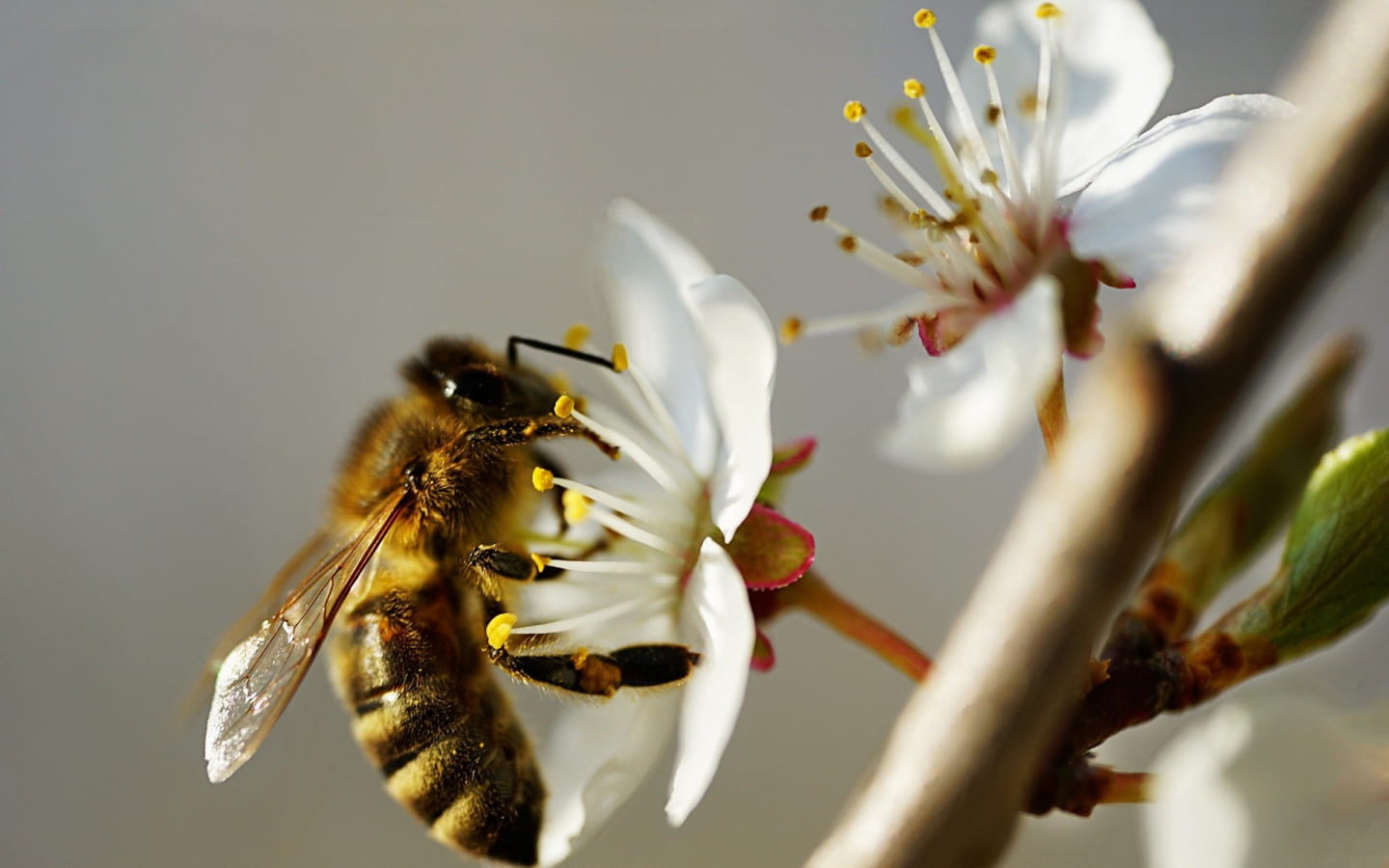 Atelier famille : Insectes et compagnie